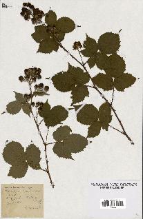 spécimen de Rubus imbricatus