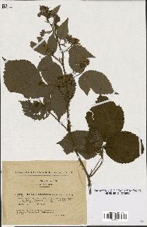 spécimen de Rubus imbricatus