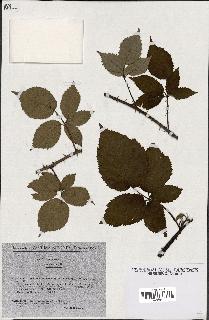 spécimen de Rubus imbricatus