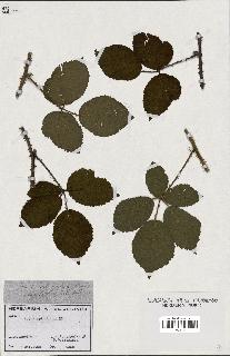 spécimen de Rubus apiculatus