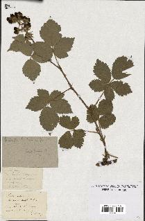 spécimen de Rubus vulgaris