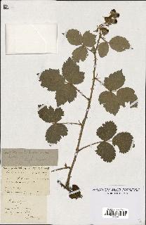 spécimen de Rubus vulgaris