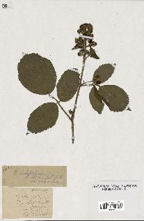 spécimen de Rubus schmidelyanus