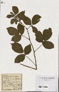 spécimen de Rubus granulatus