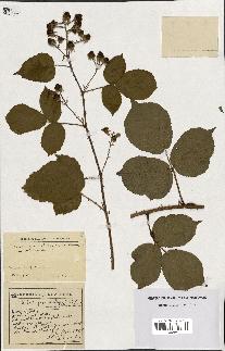 spécimen de Rubus granulatus