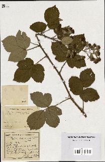 spécimen de Rubus godronii