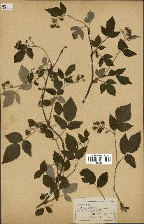 spécimen de Rubus idaeus