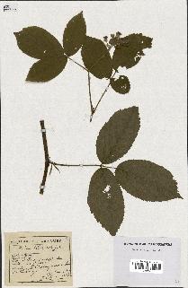 spécimen de Rubus foliosus