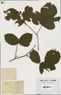 spécimen de Rubus foliosus