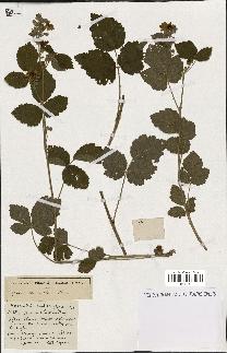 spécimen de Rubus ass-rub