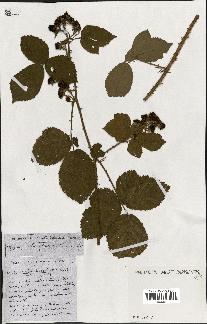 spécimen de Rubus ass-rub