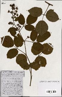 spécimen de Rubus ass-rub