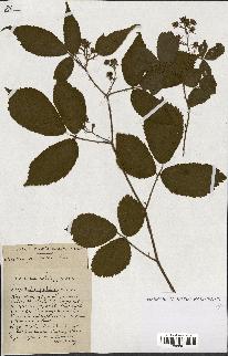 spécimen de Rubus ass-rub