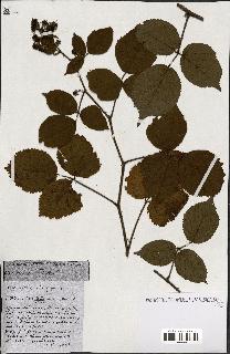 spécimen de Rubus ass-rub
