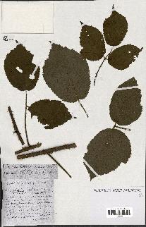 spécimen de Rubus ass-rub