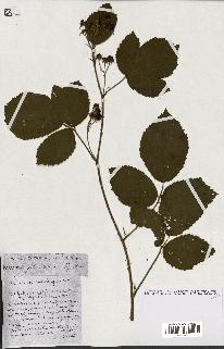 spécimen de Rubus ass-rub