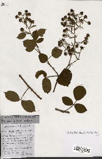spécimen de Rubus ass-rub