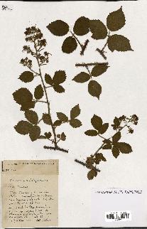 spécimen de Rubus ass-rub
