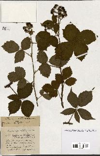 spécimen de Rubus ass-rub