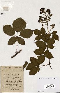 spécimen de Rubus ass-rub