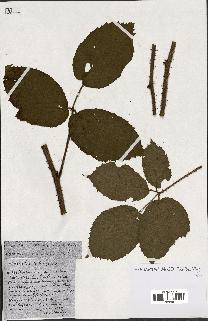 spécimen de Rubus ass-rub