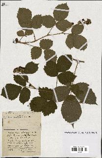 spécimen de Rubus ass-rub