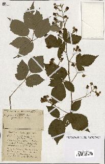 spécimen de Rubus ass-rub