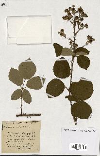 spécimen de Rubus ass-rub