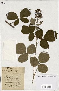 spécimen de Rubus ass-rub