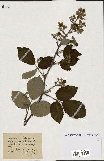 spécimen de Rubus ass-rub