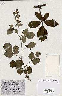 spécimen de Rubus ass-rub