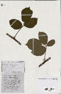 spécimen de Rubus ass-rub