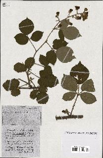 spécimen de Rubus ass-rub