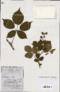 spécimen de Rubus ass-rub