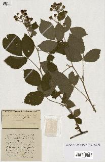 spécimen de Rubus ass-rub