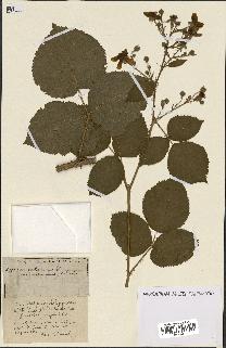 spécimen de Rubus ass-rub