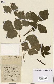 spécimen de Rubus ass-rub