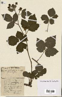 spécimen de Rubus ass-rub