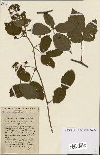 spécimen de Rubus ass-rub