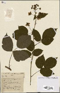 spécimen de Rubus ass-rub