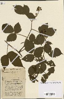 spécimen de Rubus ass-rub