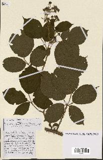 spécimen de Rubus ass-rub