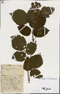 spécimen de Rubus ass-rub