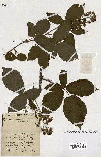 spécimen de Rubus ass-rub