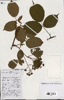 spécimen de Rubus ass-rub