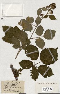 spécimen de Rubus ass-rub