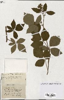 spécimen de Rubus ass-rub