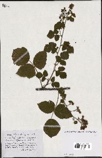spécimen de Rubus ass-rub