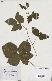 spécimen de Rubus ass-rub