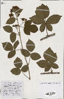 spécimen de Rubus ass-rub